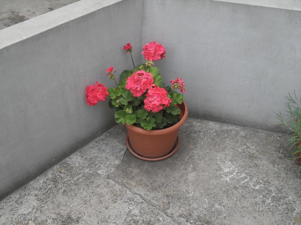 Apartment Maja Zadar Room photo